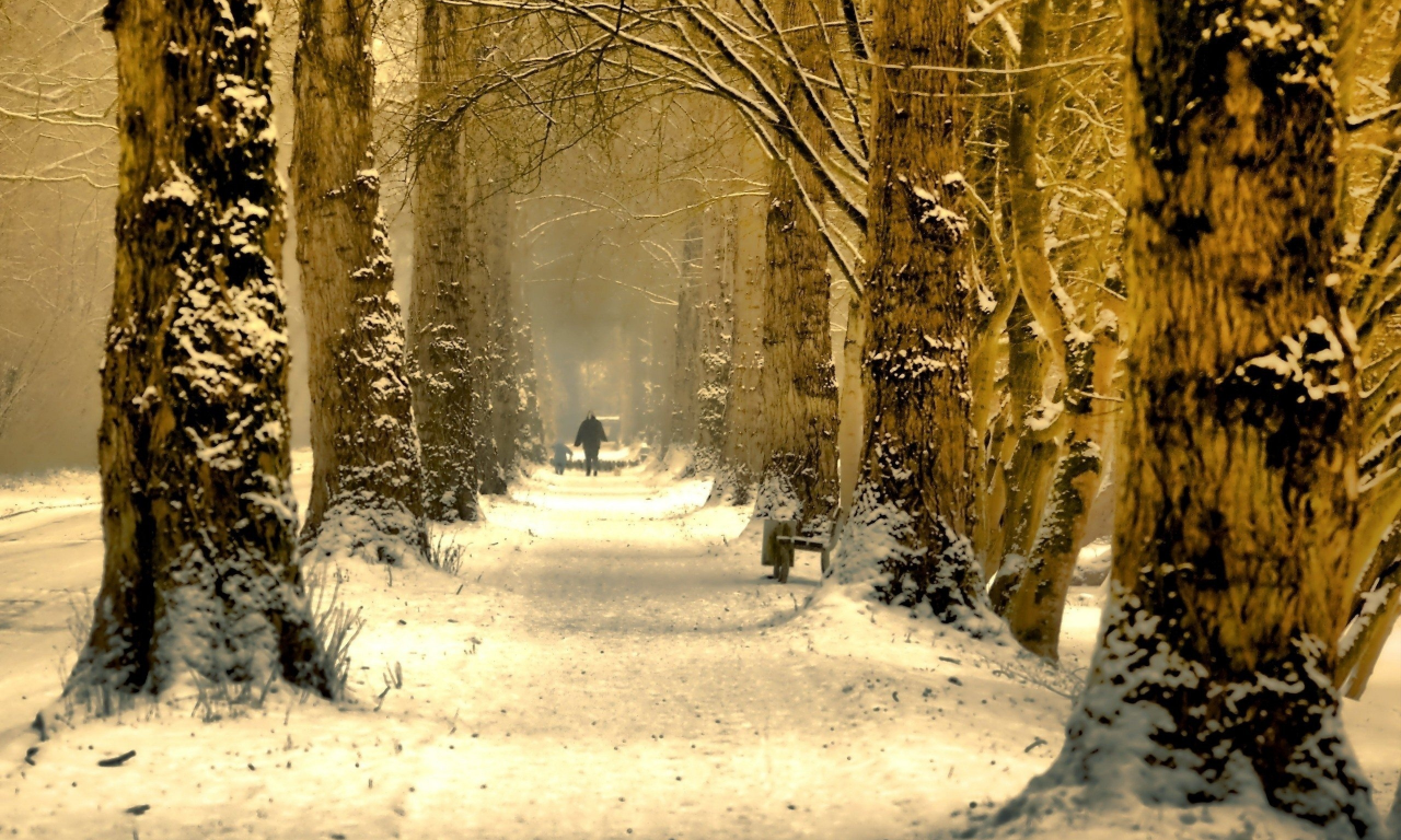 зима, деревья, снег, дорога