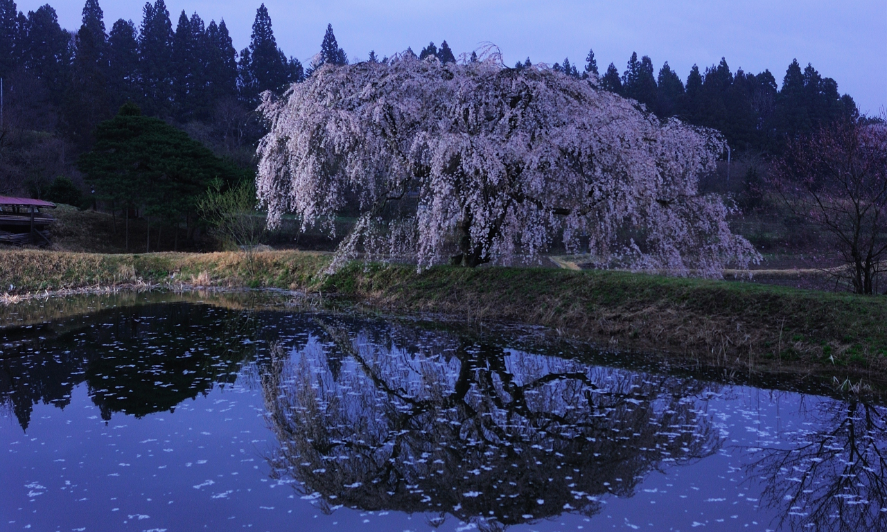 вечер, сакура, вода, япония