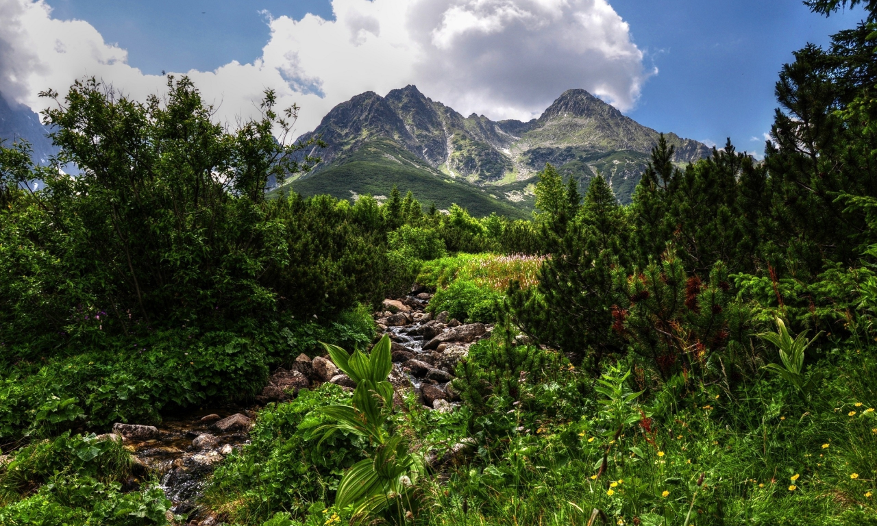 день, ручей, небо, горы, hdr, сосны, зелень, облака