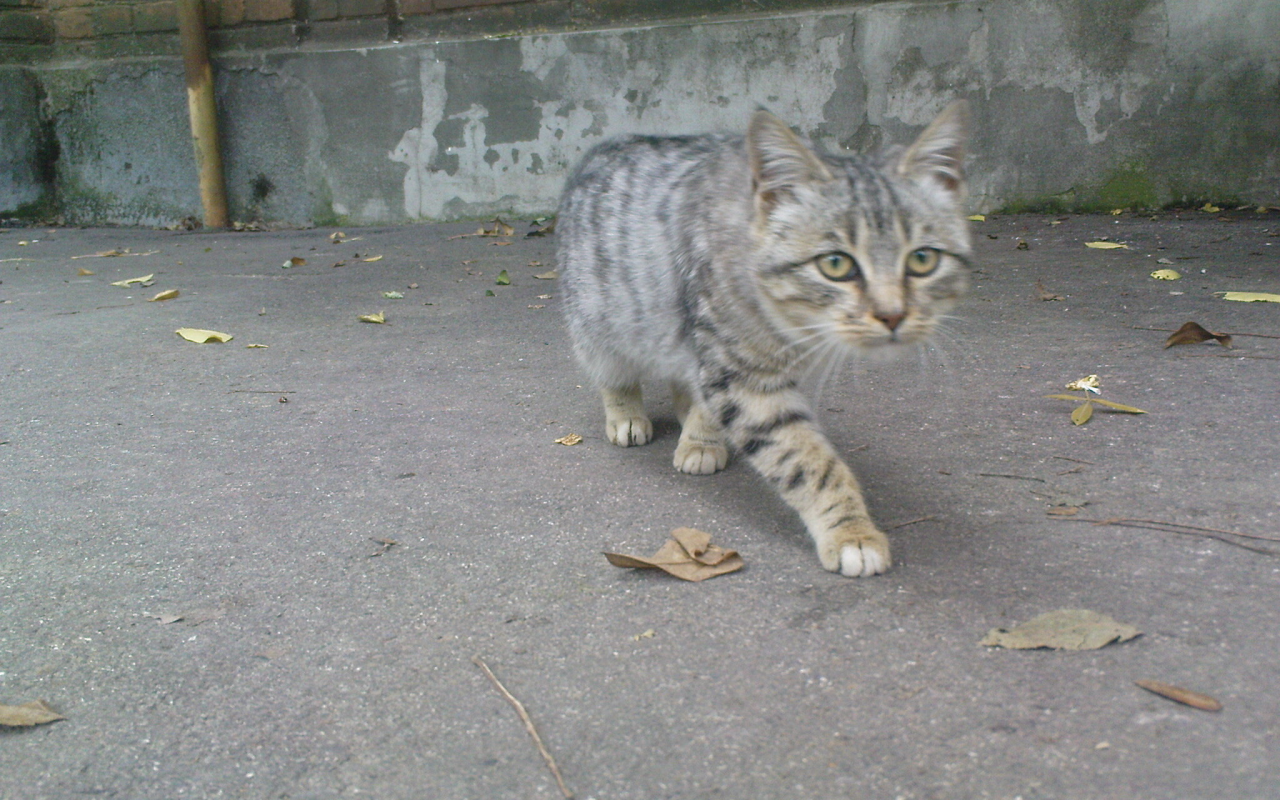 кот, тигр, нападение, крадущийся