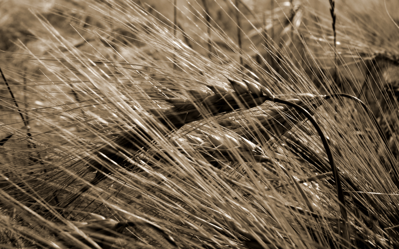 злак, пшеница, урожай