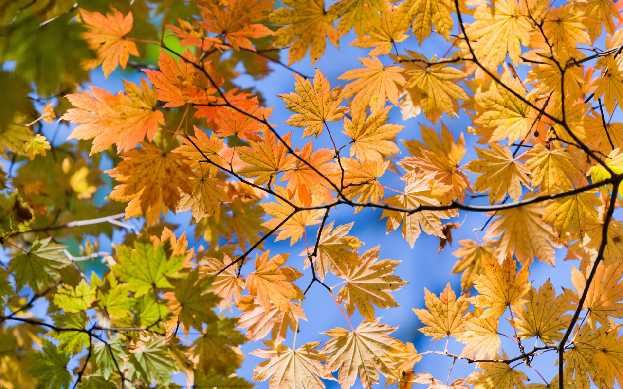осень, листья, снизу, жёлтые, вид