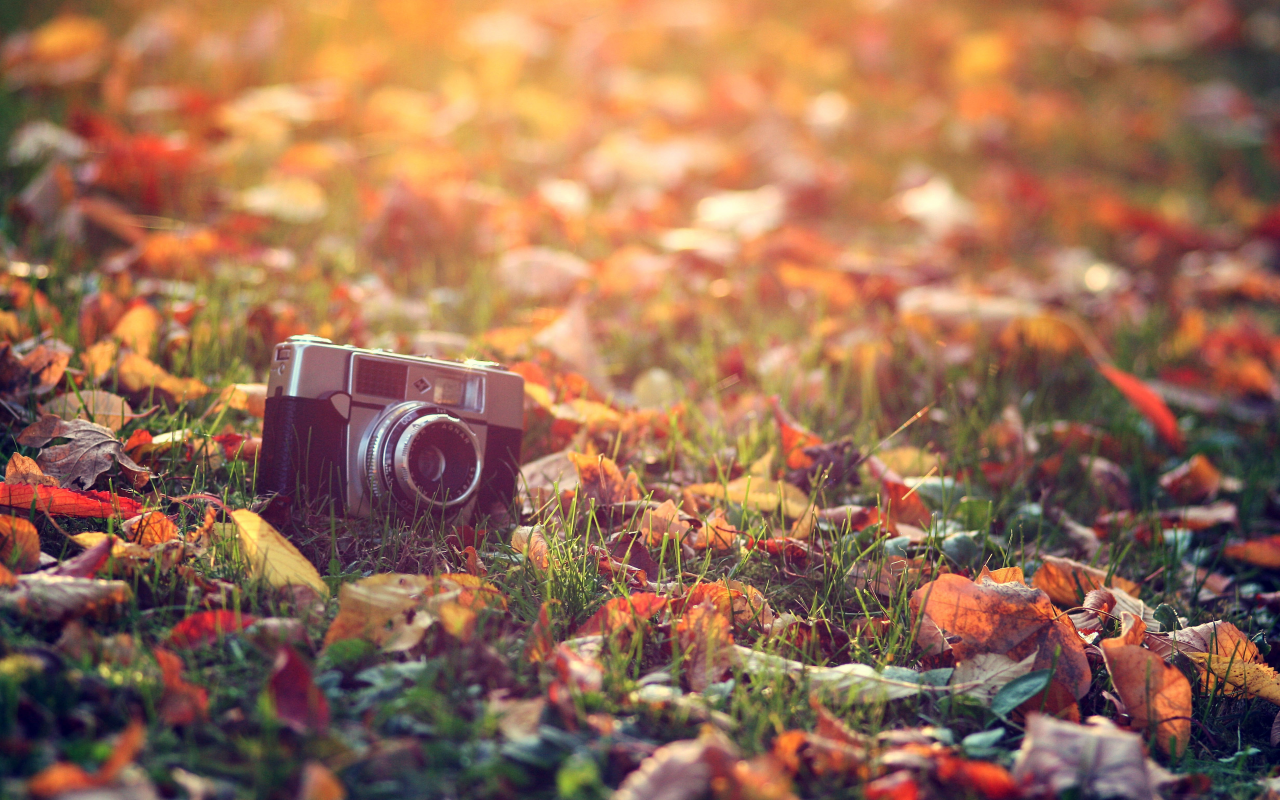 тепло, макро, трава, осень, листья, фотоаппарат, свет, солнце, обработка