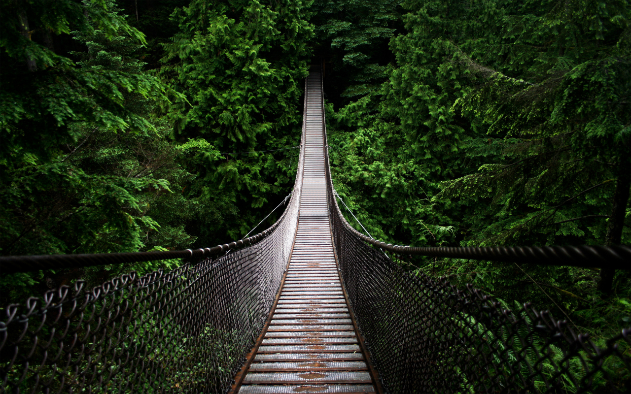 лес, яма, мост