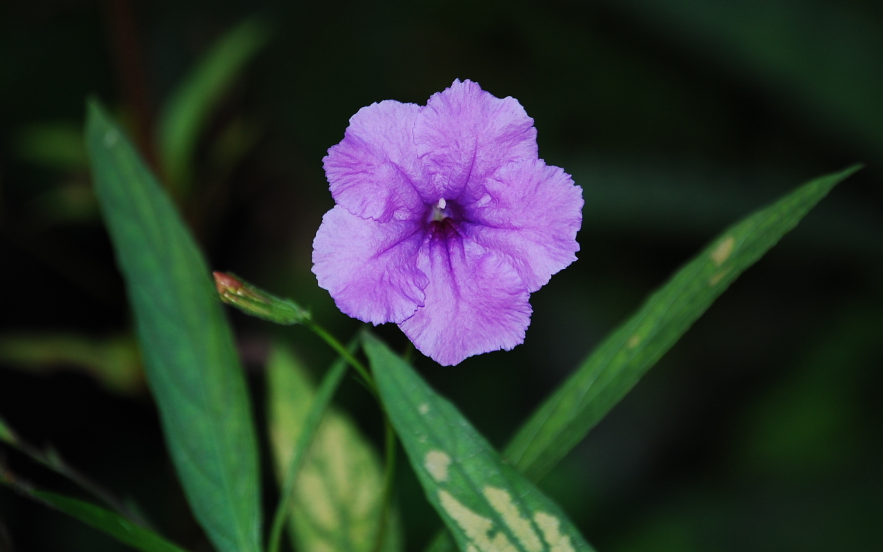 листва, color purple, зелень