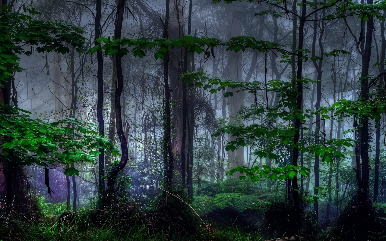 лес, мистика, туман, природа