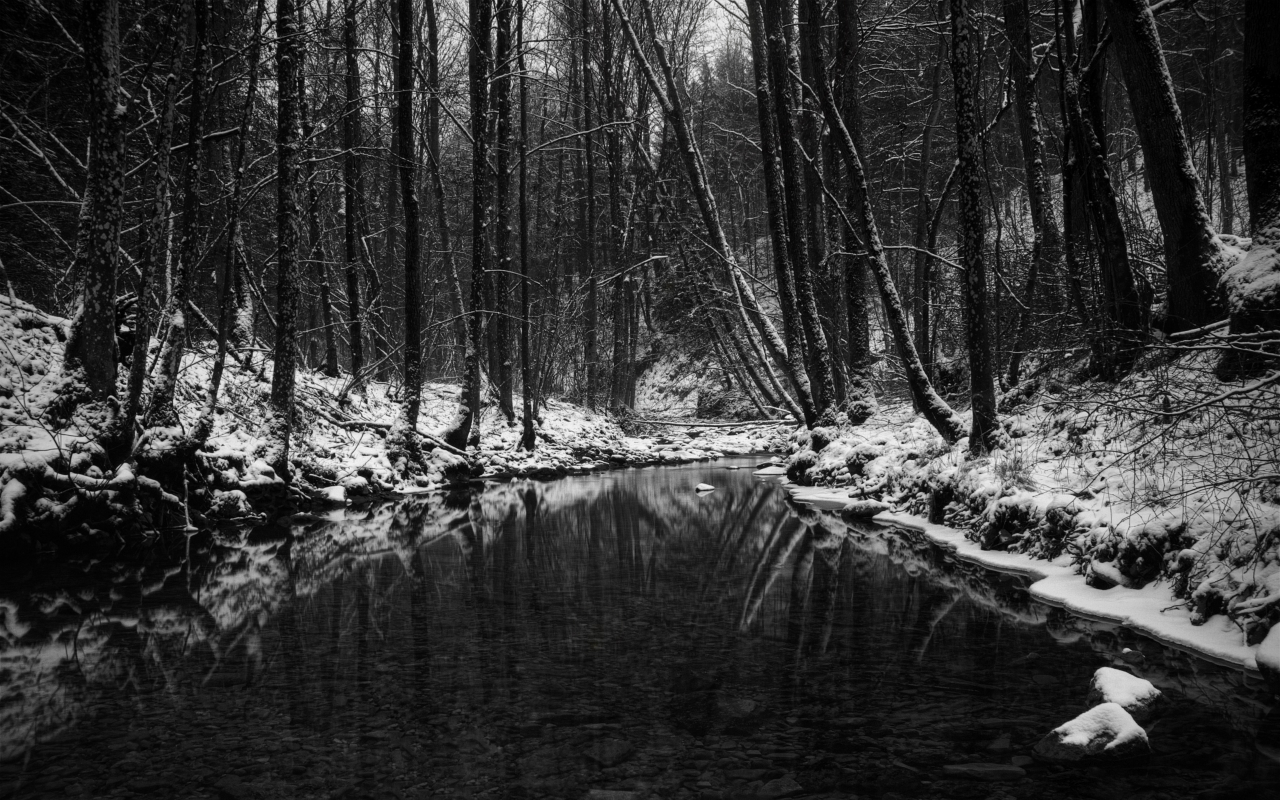 лес, зима, водоём, чёрно-бело
