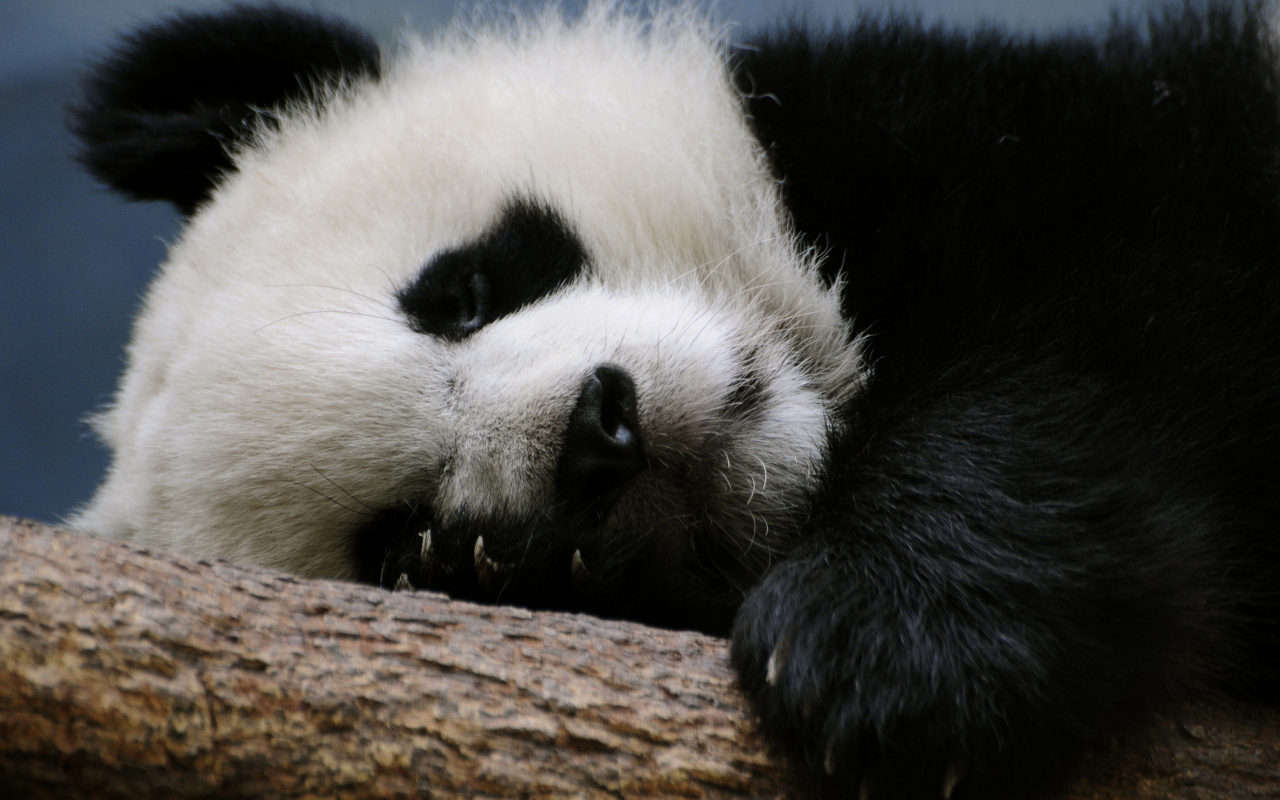 панда, дерево, отдыхает, лежит, китай