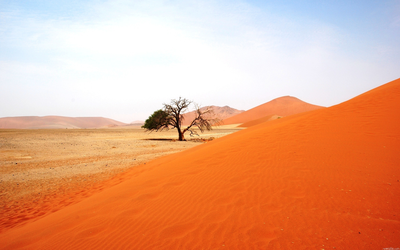 небо, Африка, песок, дерево