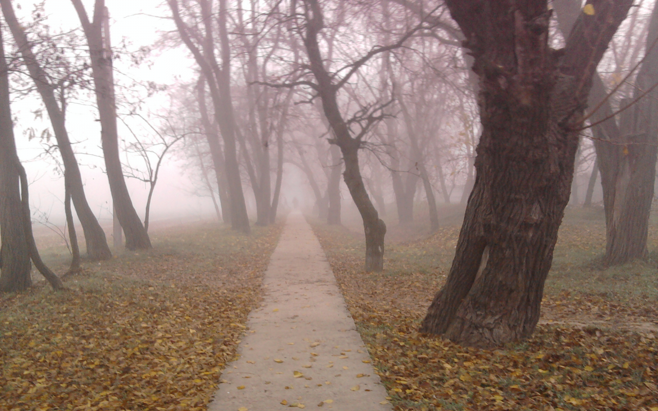 туман, дорожка, листья, осень
