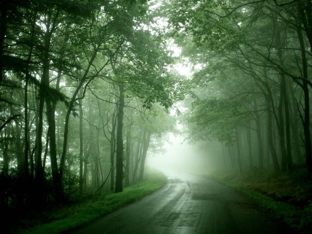 туман, лес, дорога