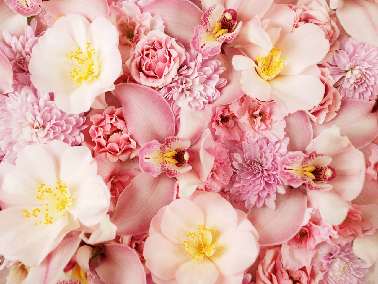 цветы, орхидея, розовый фон