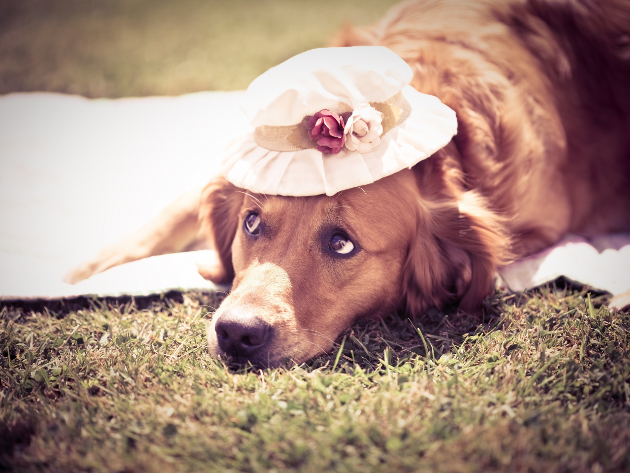 собака, шляпка, симпотичная, лето