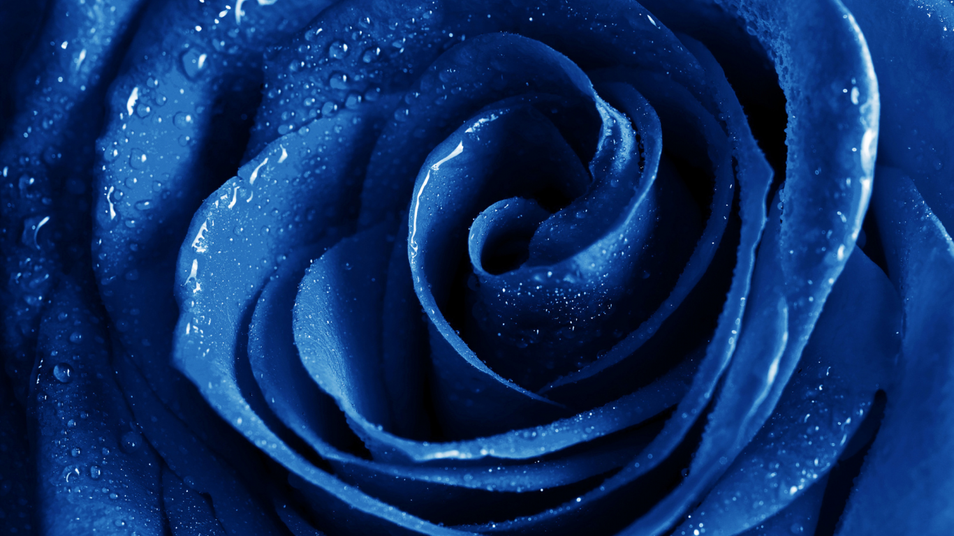 макро, синий, цветок, фотошоп, капли, роза