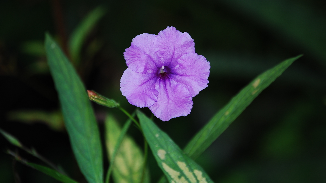 листва, color purple, зелень