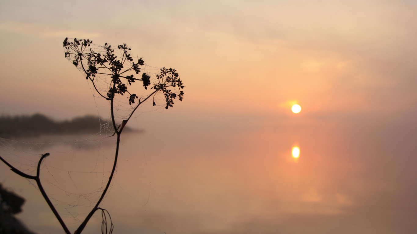 солнце, туман, паутинка, утро, вода, отражение, растение
