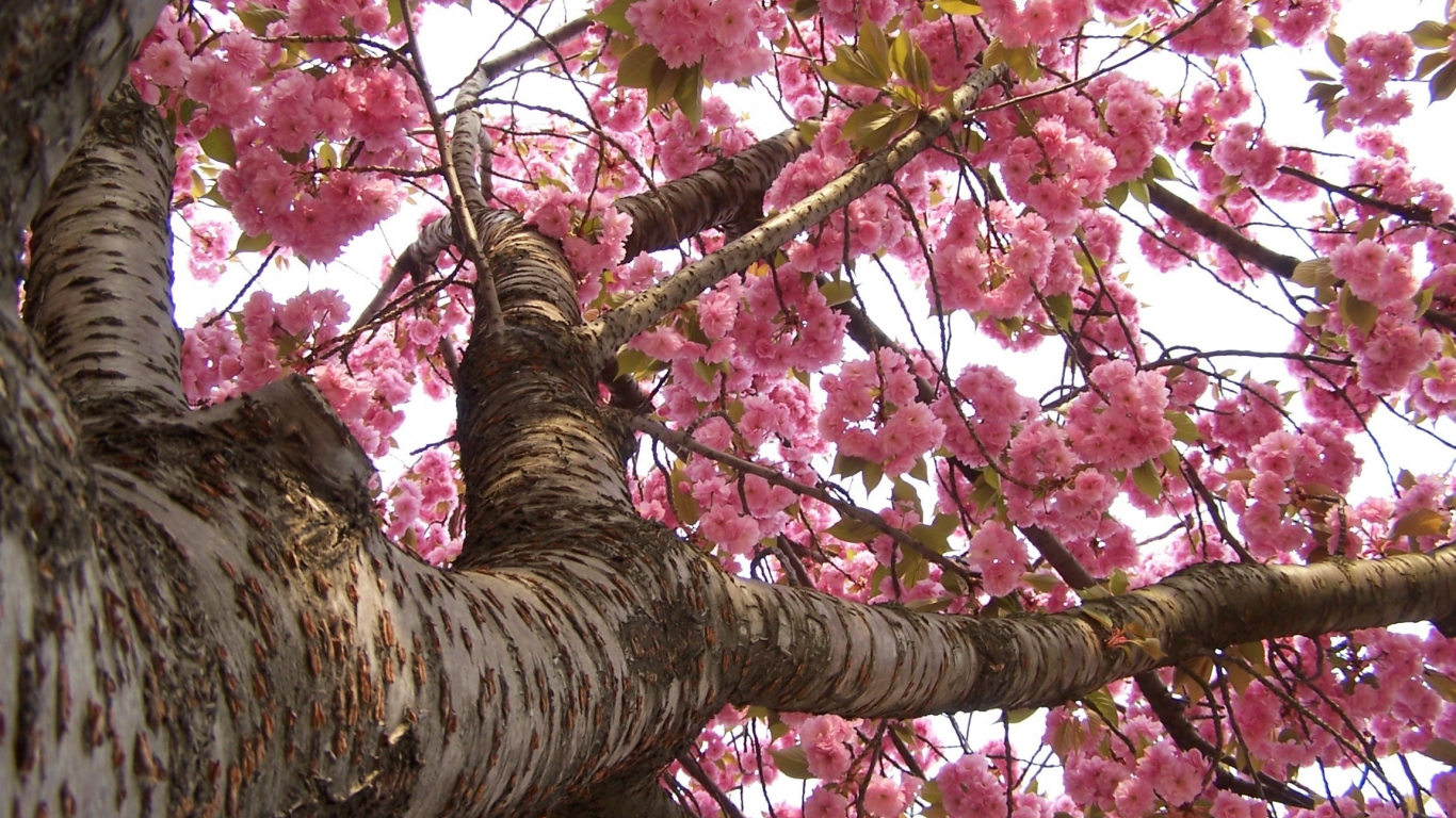 весна, сакура, цветение, япония