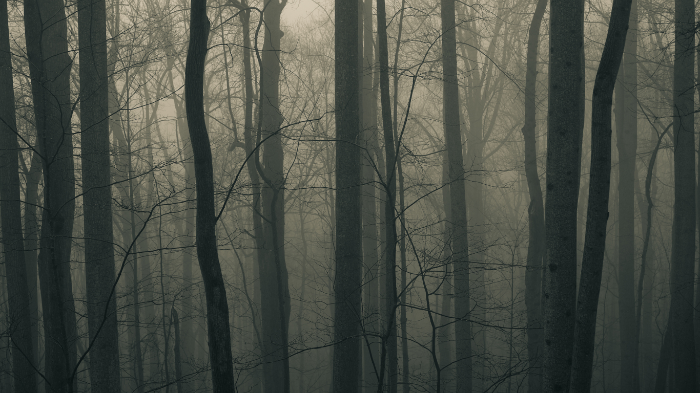 туман, деревья, лес