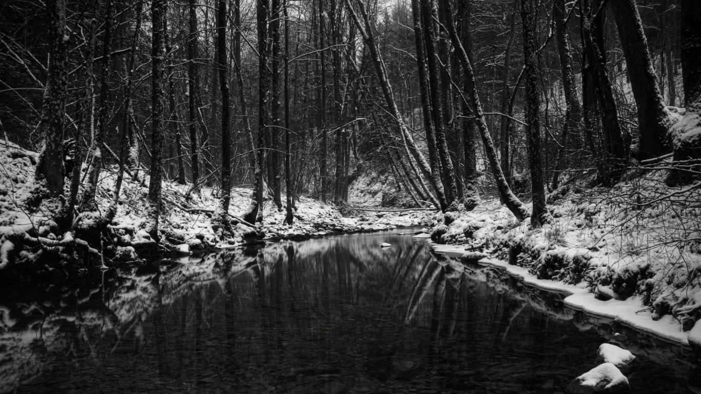 лес, зима, водоём, чёрно-бело