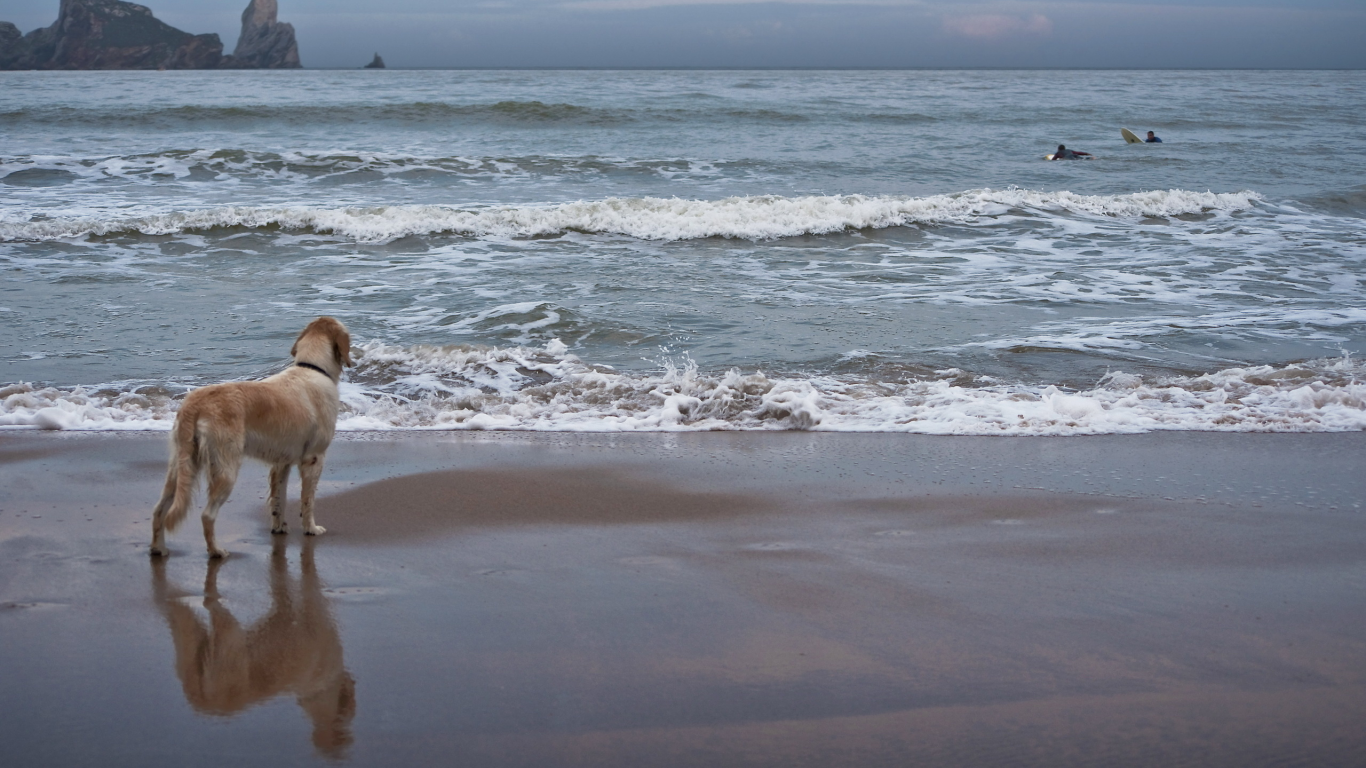 собака, море, небо, друг, волны, спорт
