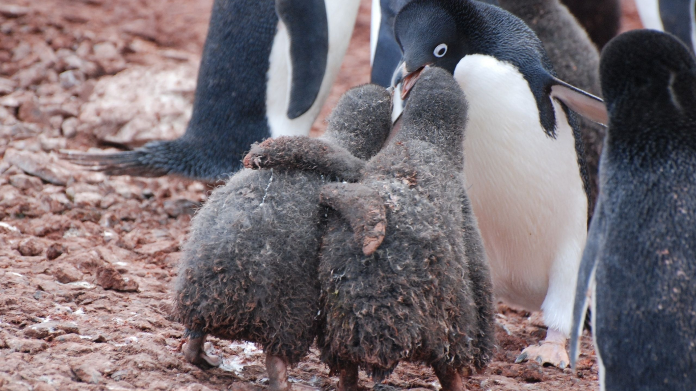 пингвины, антарктика