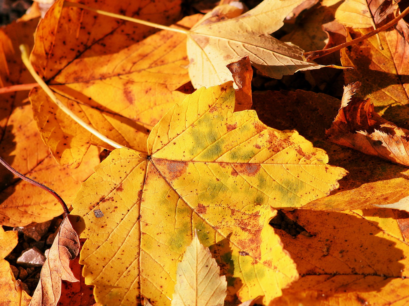 обои, осень, лист, макро фото, природа