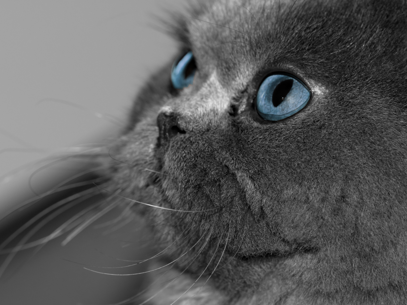 глаза, серый, голубые, кот, кошка, взгляд
