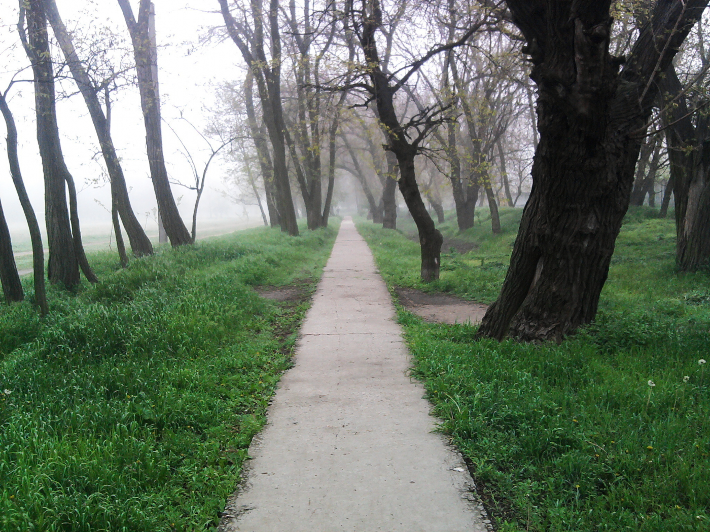 туман, дорожка, зелёная трава