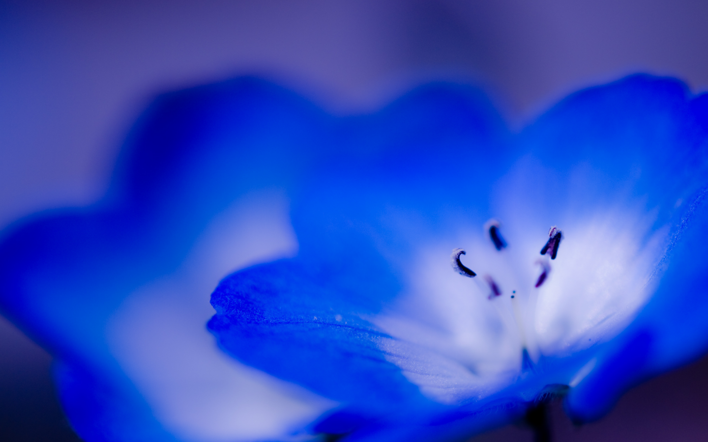 голубой, синий, цветок, макро