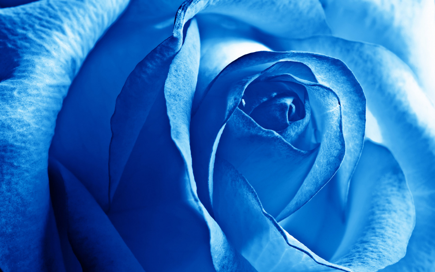 лепестки, роза, голубая