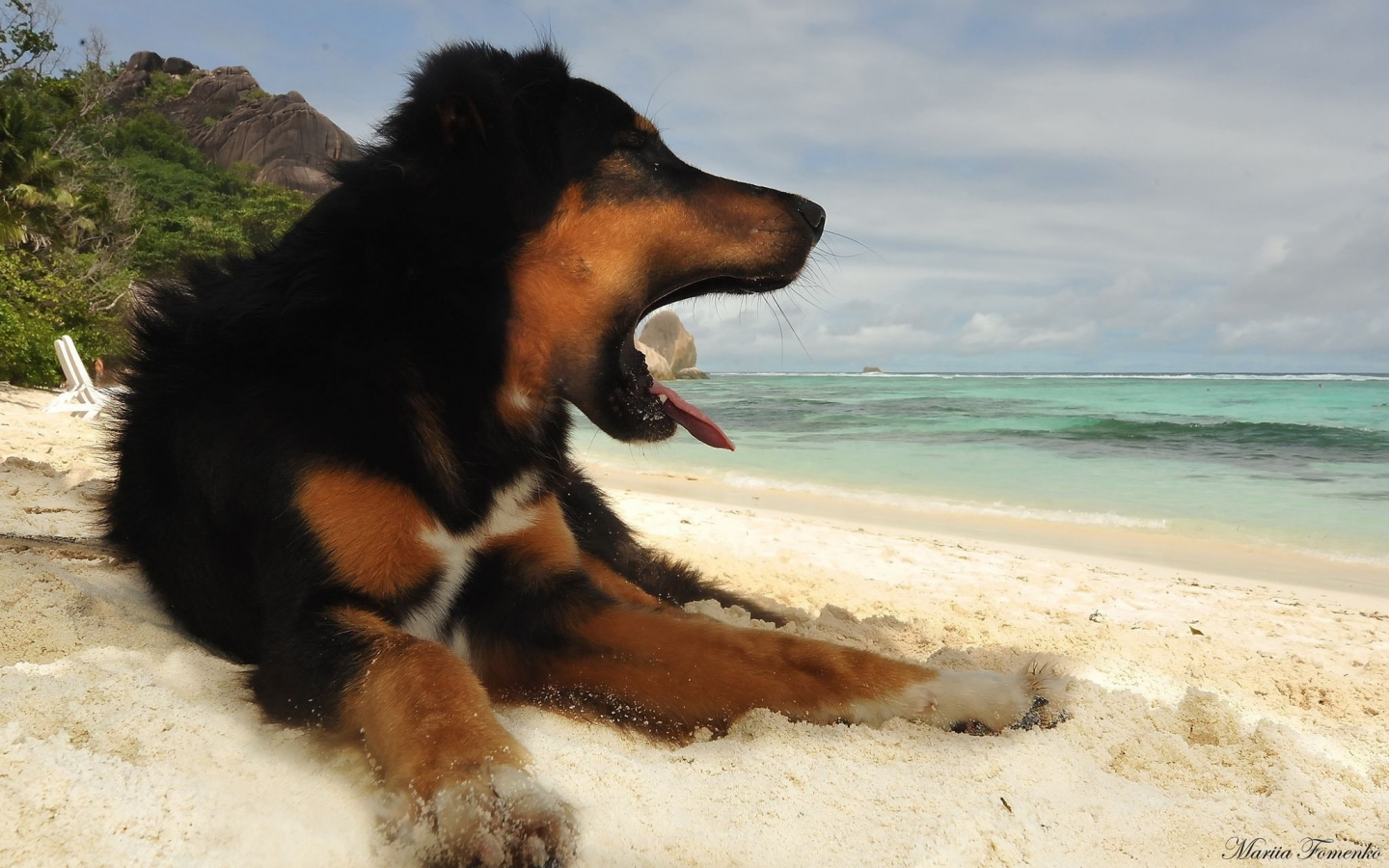 собака, песок, океан