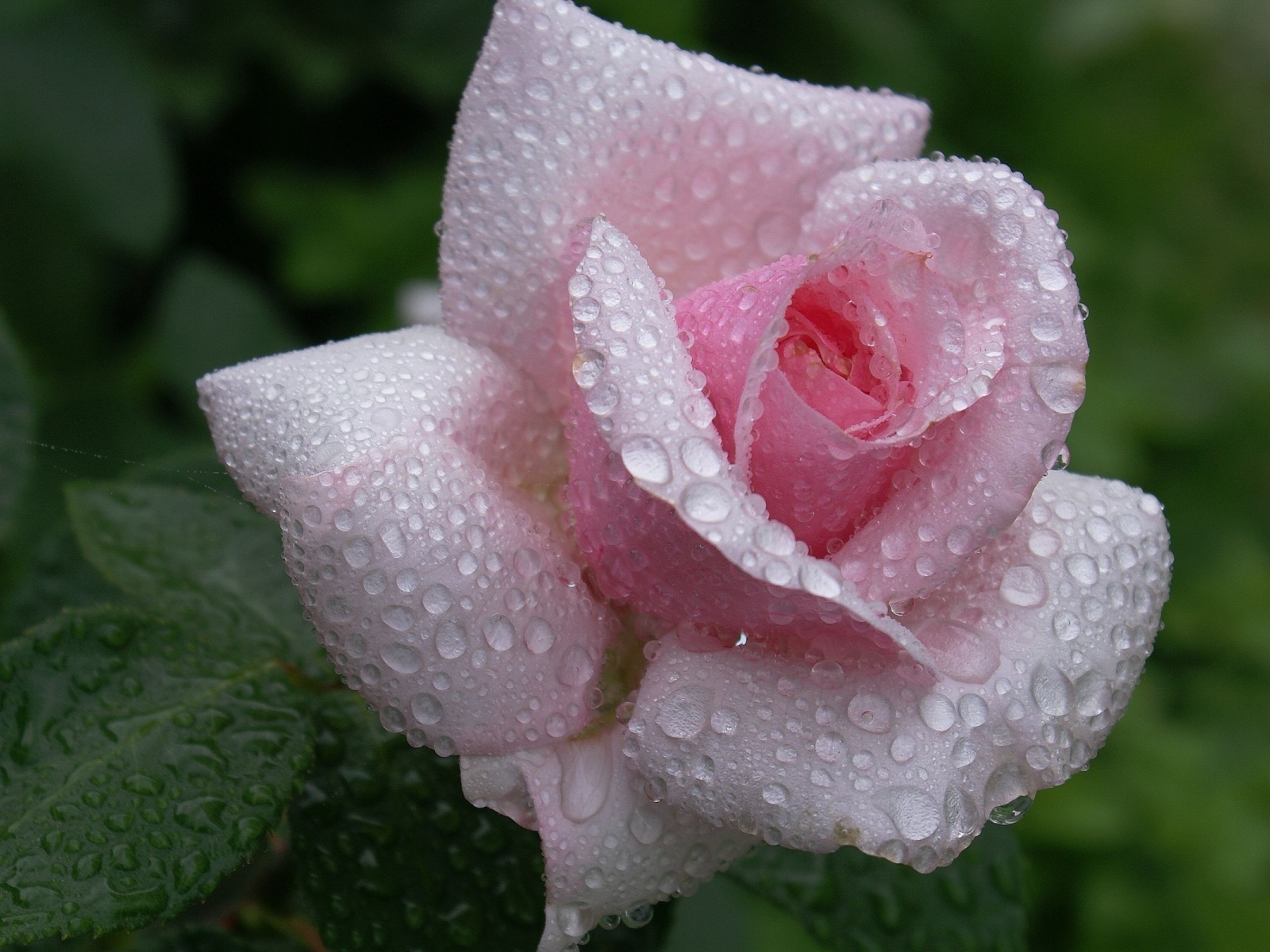 красота, нежность, розовая, роза, flower, бутон, dew, waterdrops, капли, rose, цветок, лепестки, beautiful nature wallpapers, pink, роса