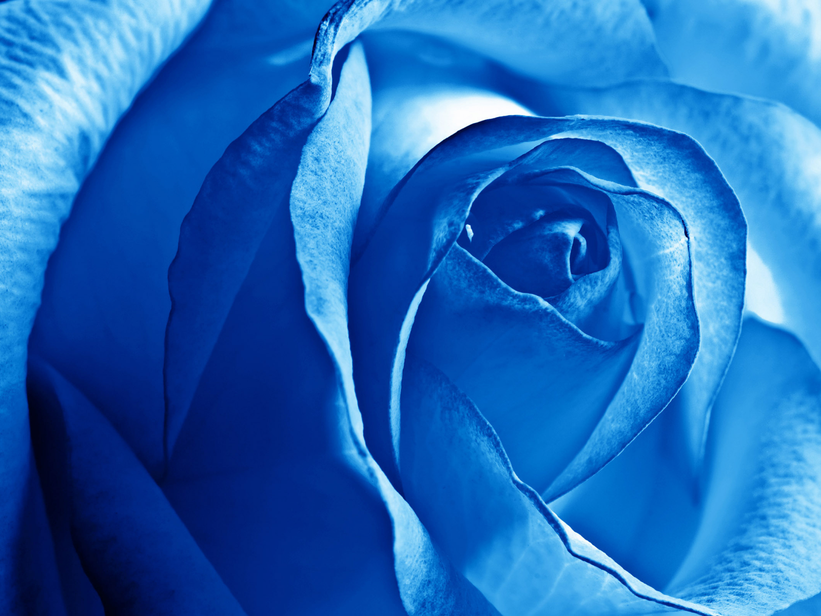 лепестки, роза, голубая