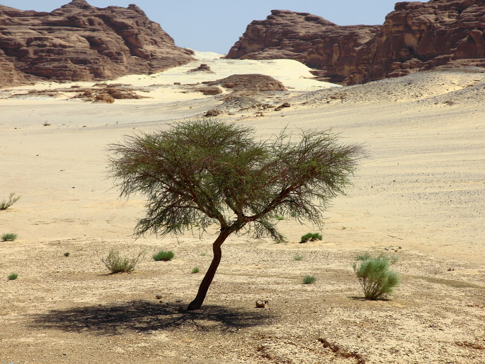дерево, природа, песок