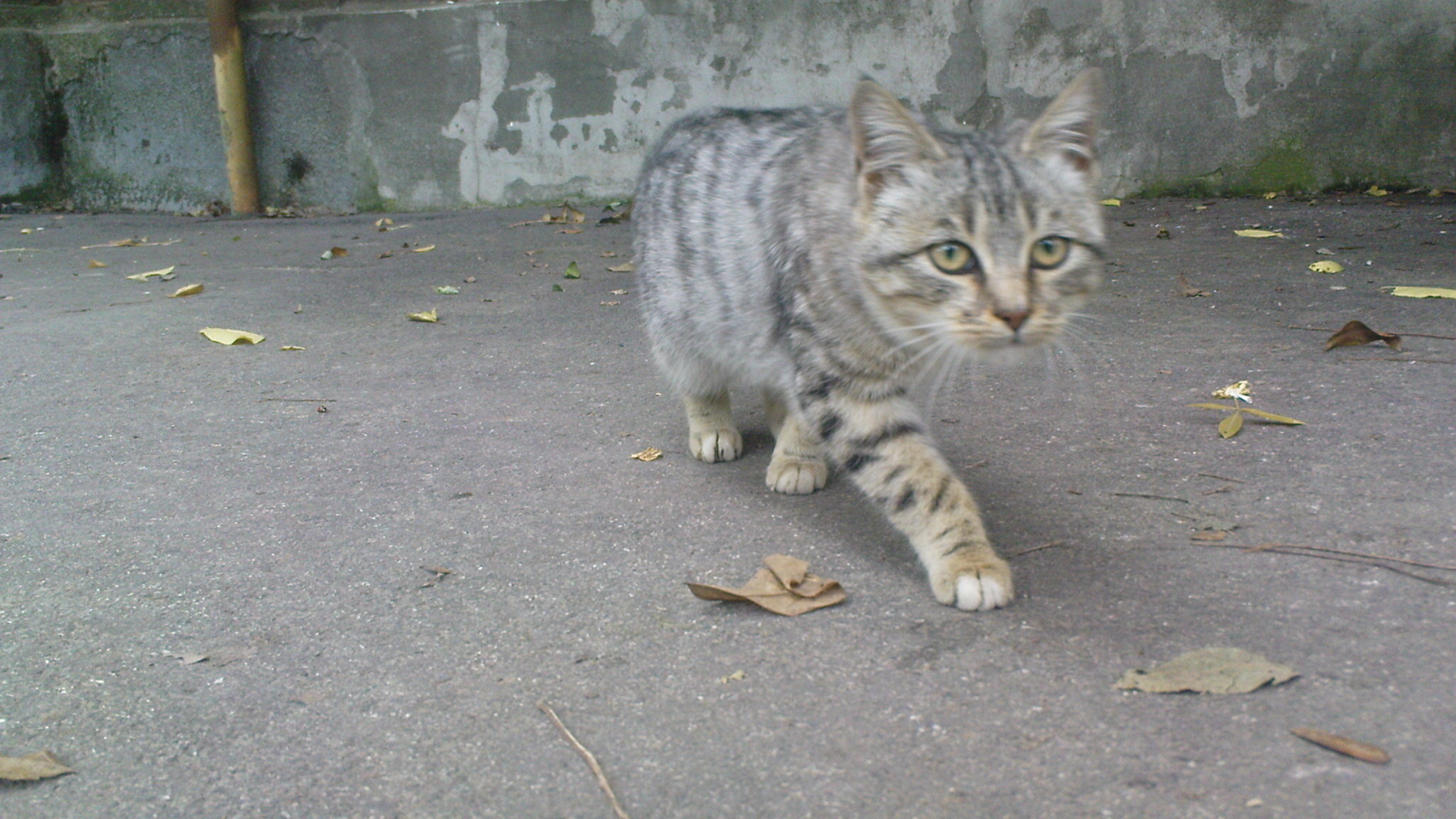 кот, тигр, нападение, крадущийся