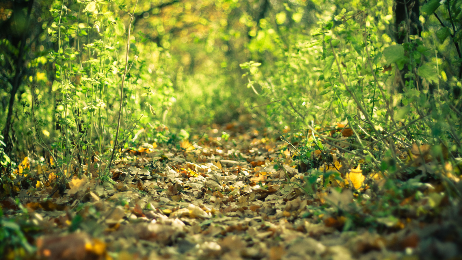 лес, осень, листья, тропа
