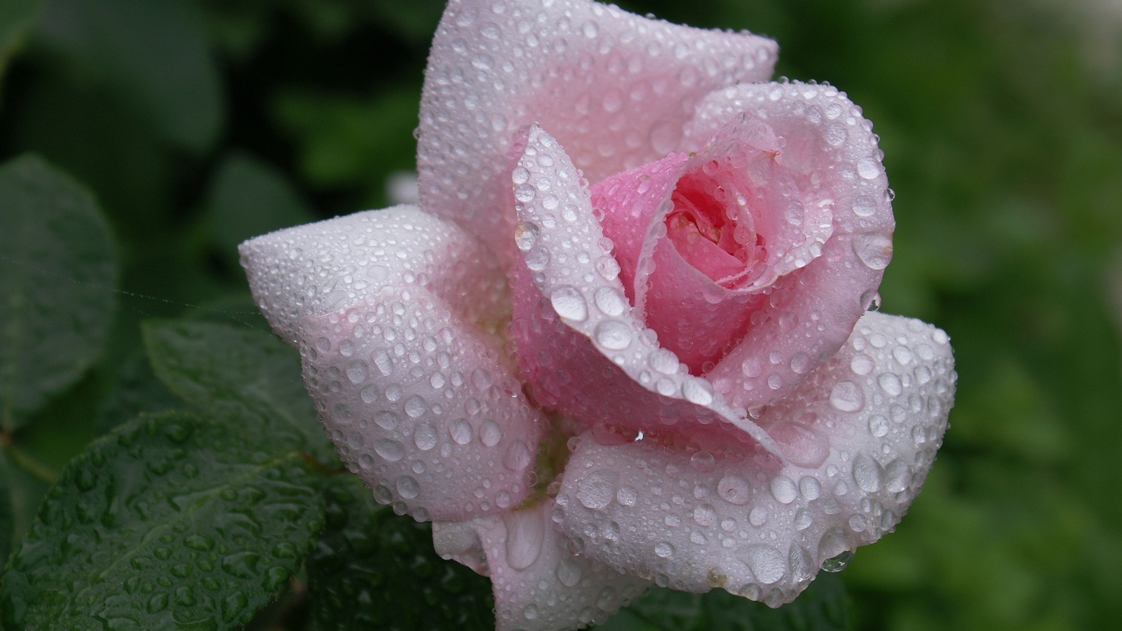 красота, нежность, розовая, роза, flower, бутон, dew, waterdrops, капли, rose, цветок, лепестки, beautiful nature wallpapers, pink, роса