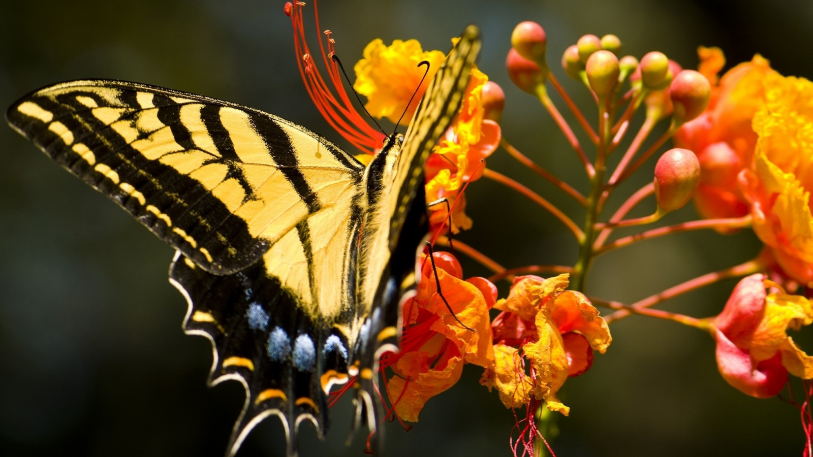 природа, бабочка, цветок