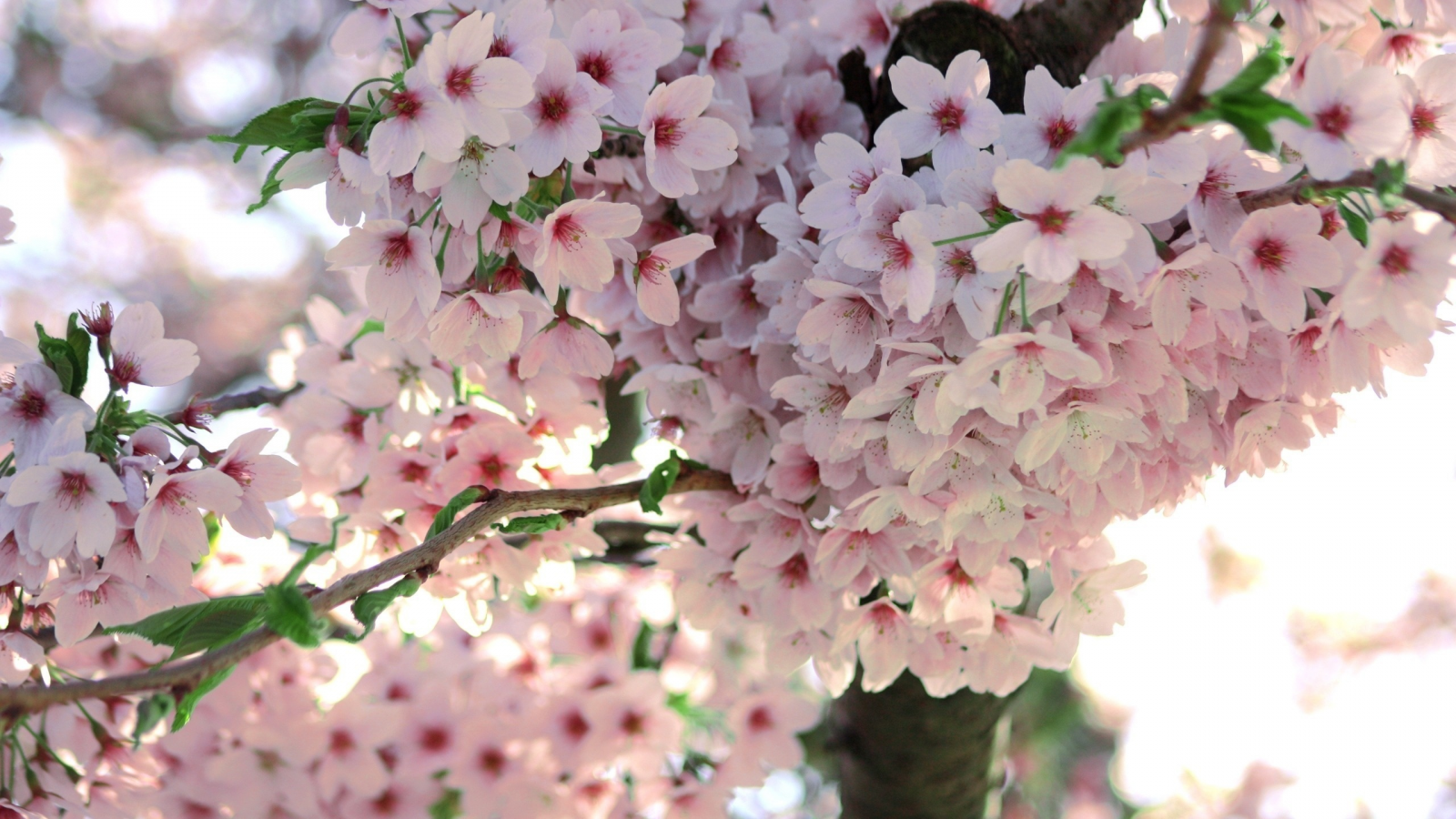 весна, дерево, ветка, сакура, макро, цветы, цветение
