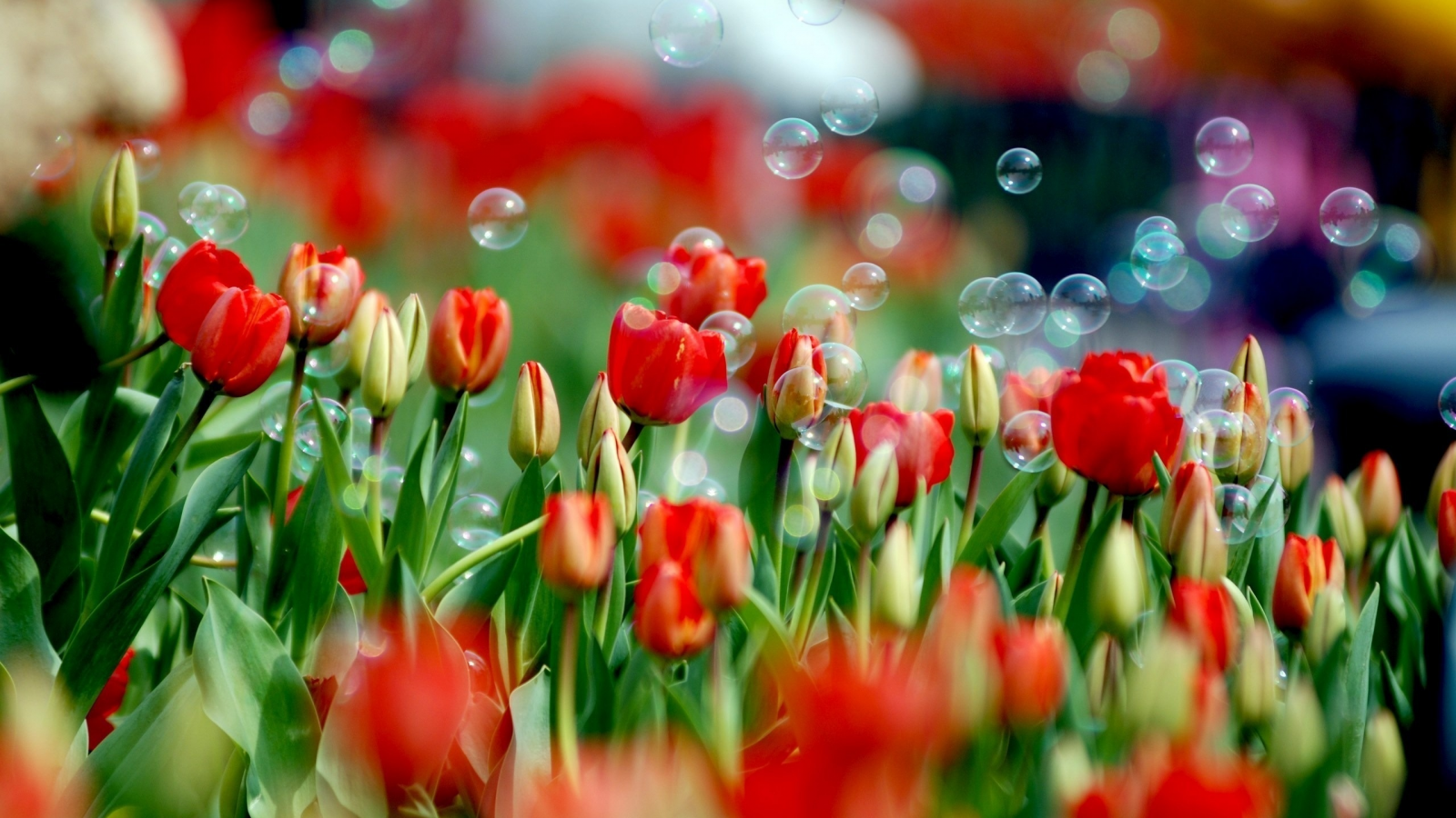 мыльные пузыри, весна, тюльпан, природа, цвета, цветок, тюльпаны, краски, цветы