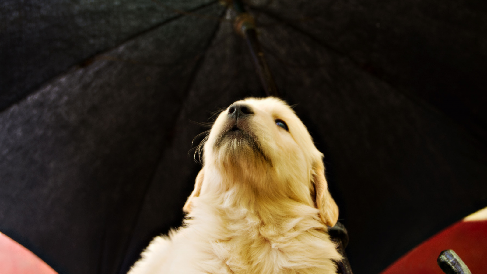 soft, puppy, golden, umbrella, pup, retriever, yellow, opinion