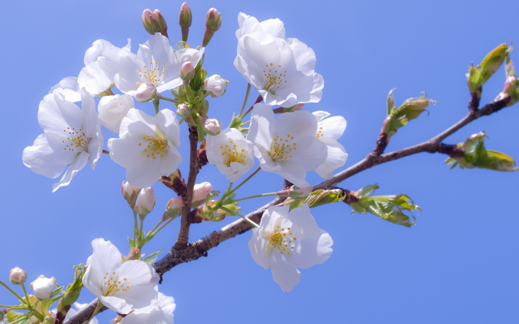 вишня, цветение, цветы, белые, сакура, голубое, лепестки, ветка, белоснежные, небо, нежность, легкость, весна
