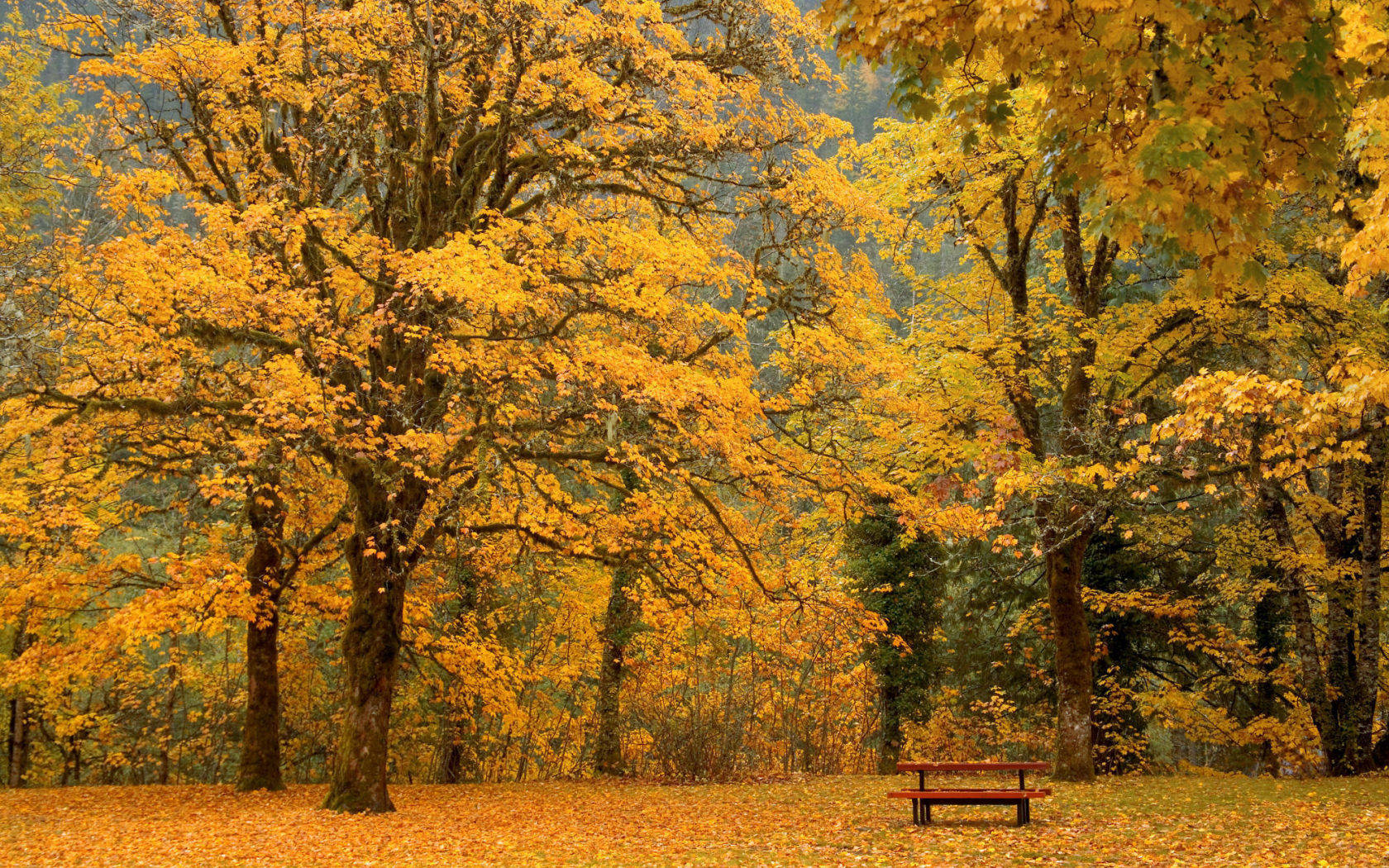 листья, скамейка, осень