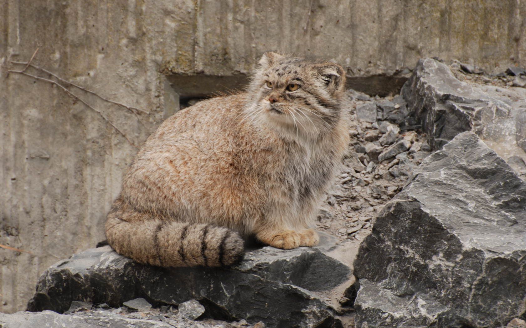 кот, манул, хищник