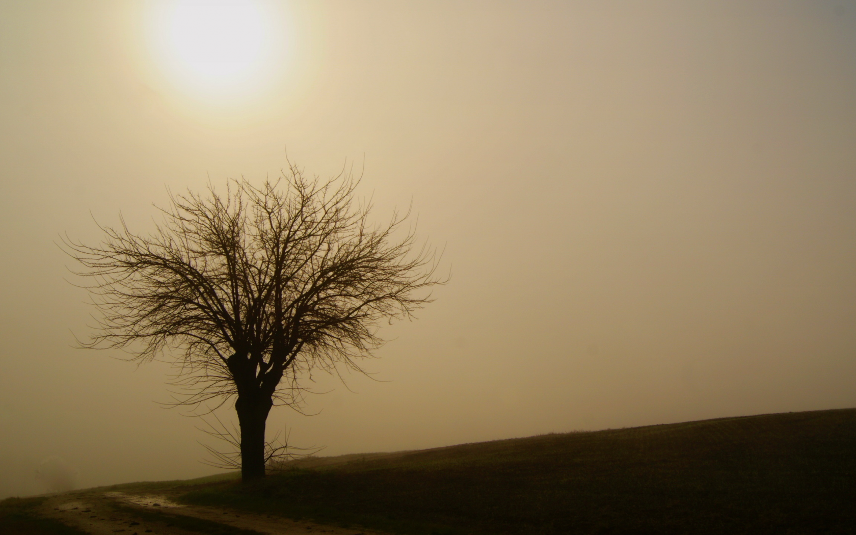 туман, небо, дерево, природа