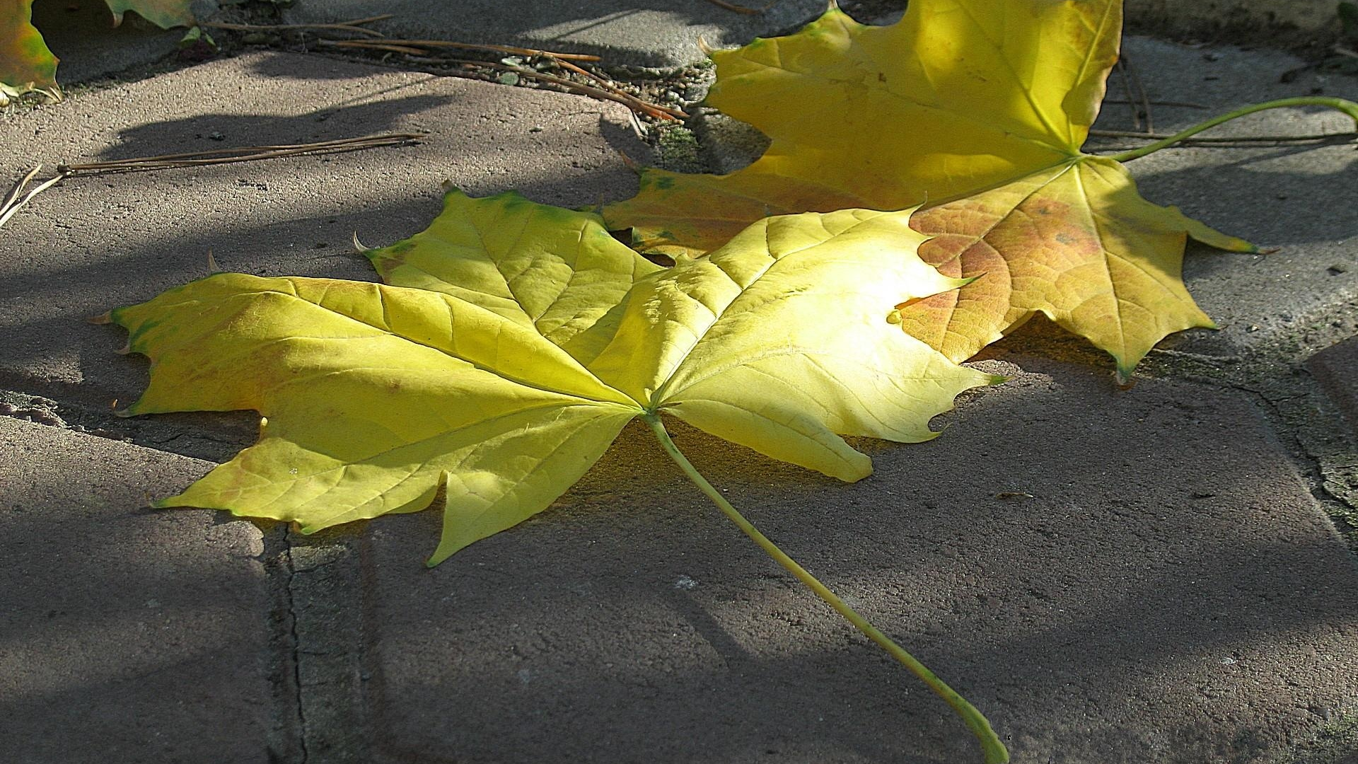 кленовые, листья, желтые, мостовая, осень