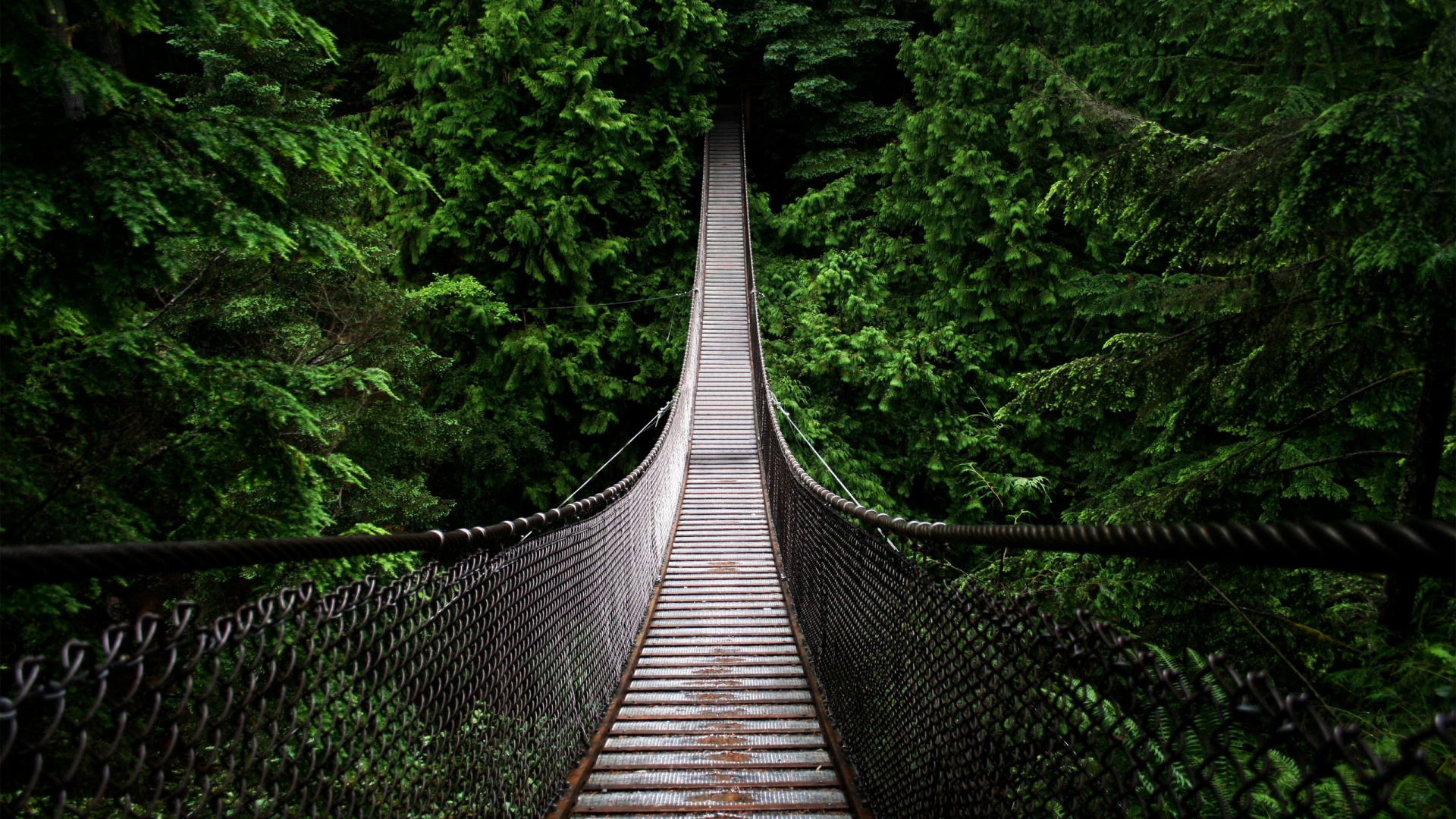 природа, мост, пропасть, лес