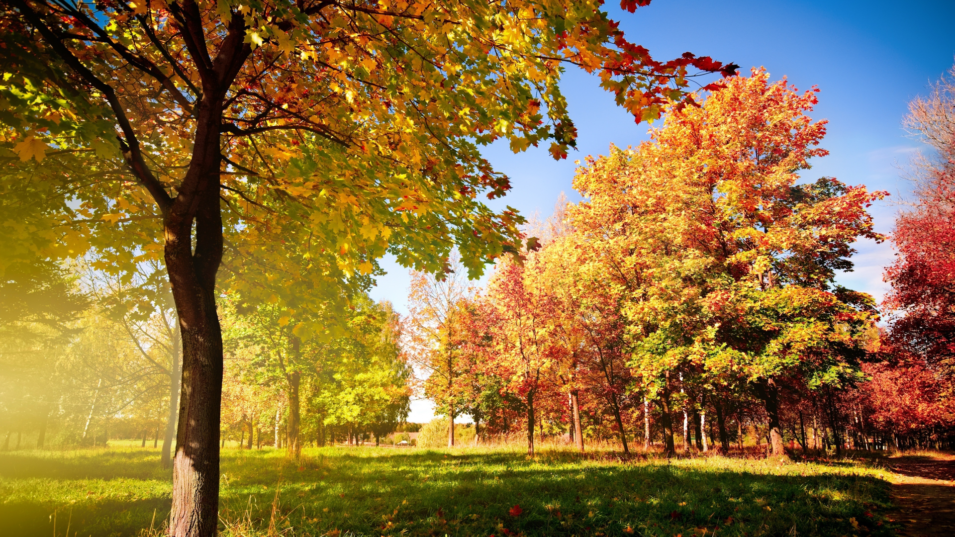 деревья, листья, осень, дорожка, опадающие
