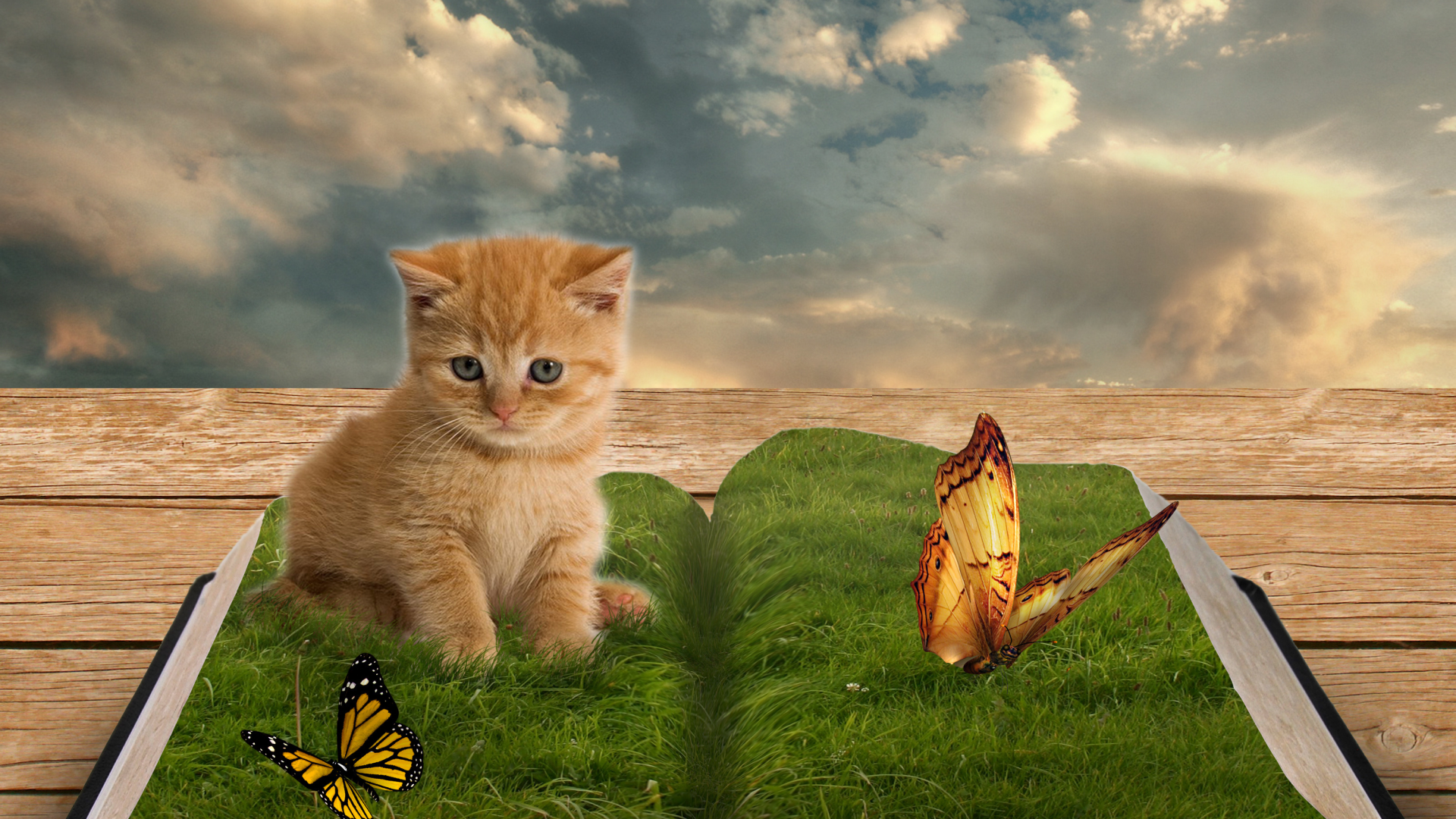 Котёнок, Бабочки, Живая книга