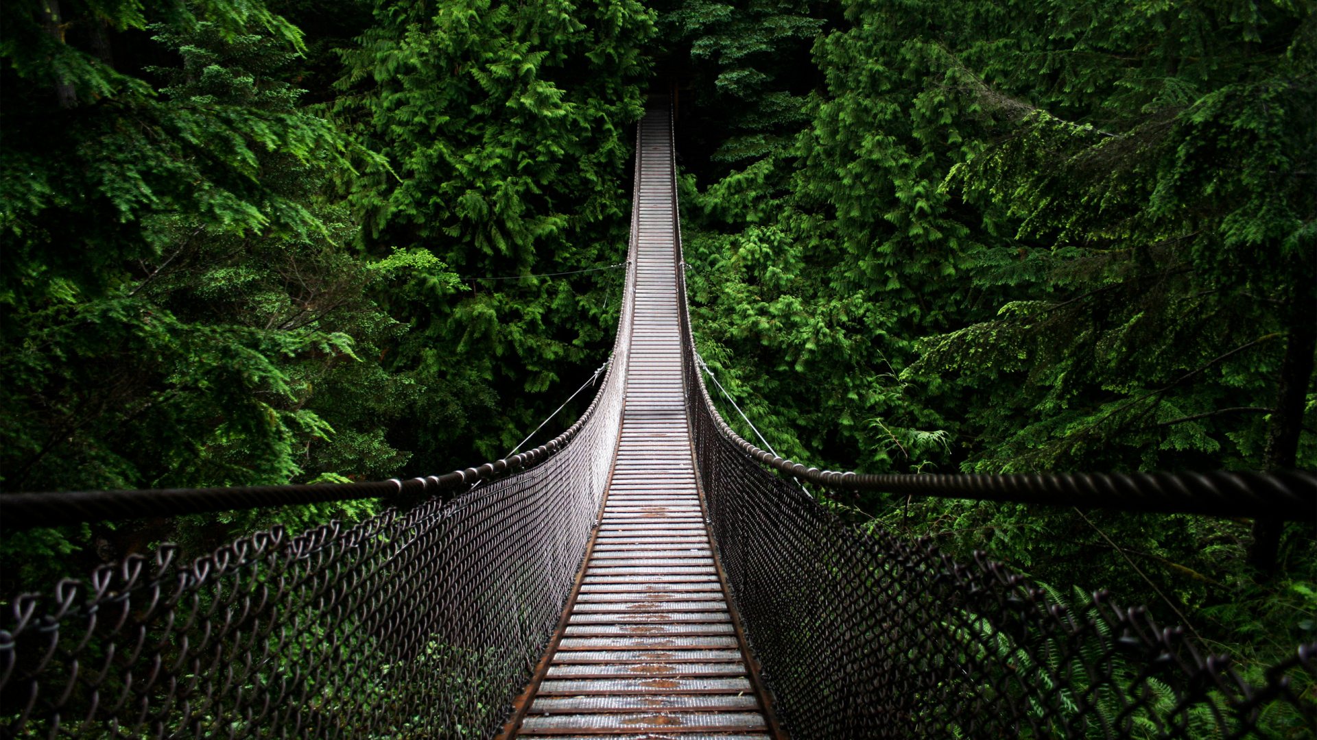 лес, яма, мост